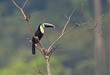 Channel-billed Toucan